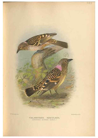 Reproducción/Reproduction 48743546393: The Birds of Australia. London :Witherby & Co.,1910-1927.. 