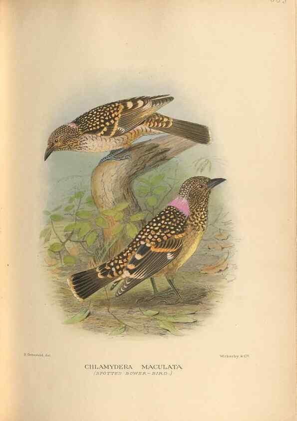 Reproducción/Reproduction 48743546393: The Birds of Australia. London :Witherby & Co.,1910-1927.. 