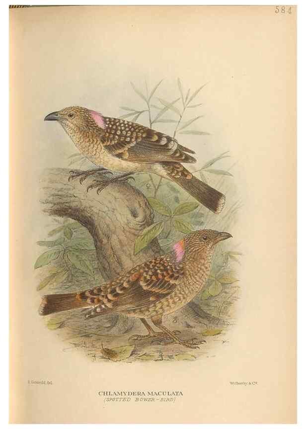 Reproducción/Reproduction 48744056012: The Birds of Australia. London :Witherby & Co.,1910-1927.. 