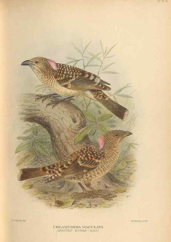 Reproducción/Reproduction 48744056012: The Birds of Australia. London :Witherby & Co.,1910-1927.. 