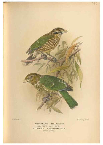 Reproducción/Reproduction 48743545563: The Birds of Australia. London :Witherby & Co.,1910-1927.. 