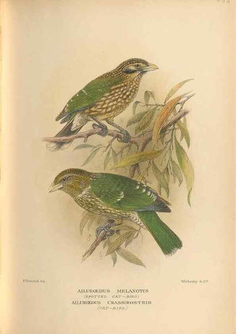 Reproducción/Reproduction 48743545563: The Birds of Australia. London :Witherby & Co.,1910-1927.. 