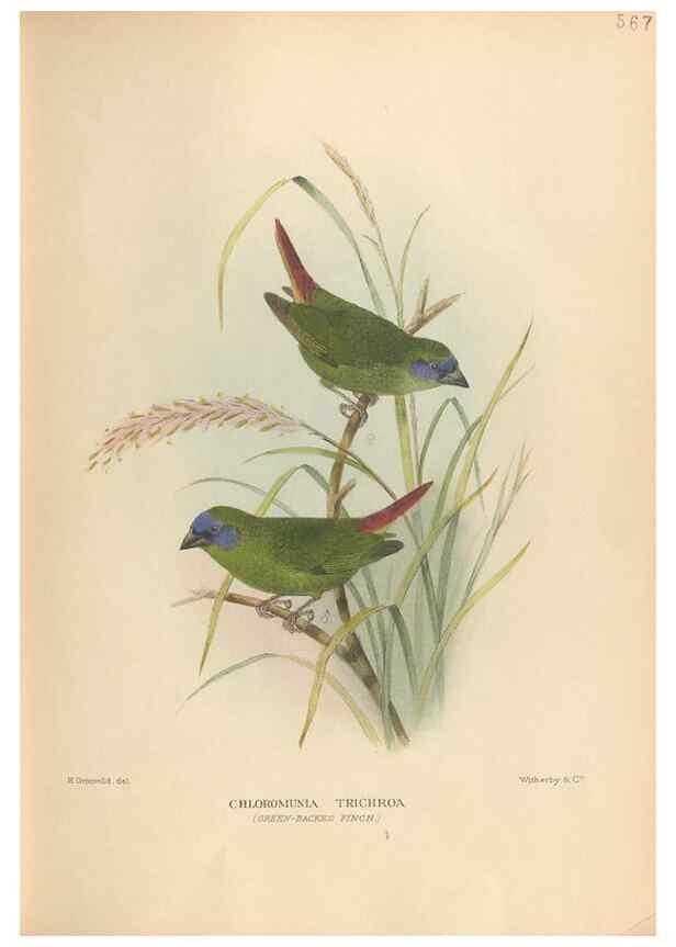 Reproducción/Reproduction 48743538808: The Birds of Australia. London :Witherby & Co.,1910-1927.. 