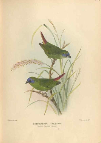 Reproducción/Reproduction 48743538808: The Birds of Australia. London :Witherby & Co.,1910-1927.. 