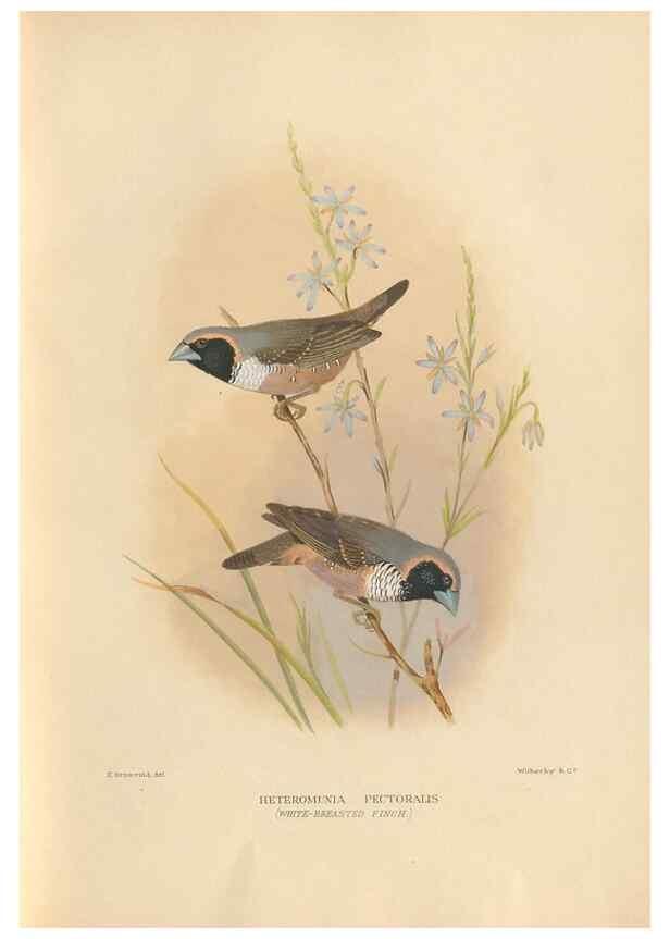 Reproducción/Reproduction 48744049577: The Birds of Australia. London :Witherby & Co.,1910-1927.. 