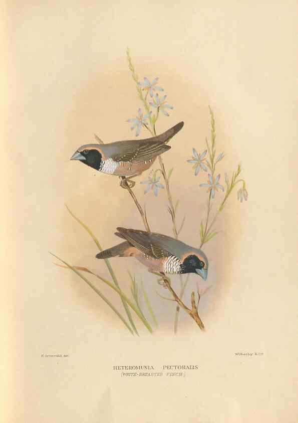 Reproducción/Reproduction 48744049577: The Birds of Australia. London :Witherby & Co.,1910-1927.. 