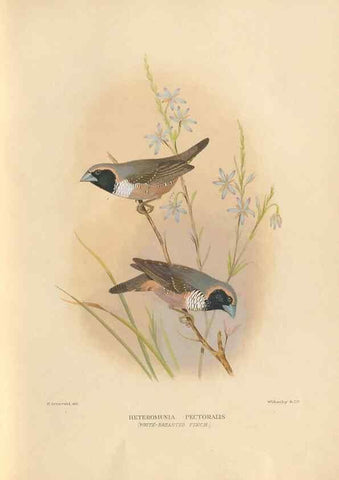 Reproducción/Reproduction 48744049577: The Birds of Australia. London :Witherby & Co.,1910-1927.. 