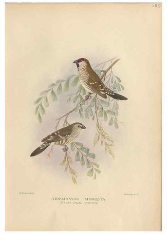 Reproducción/Reproduction 48744049992: The Birds of Australia. London :Witherby & Co.,1910-1927.. 