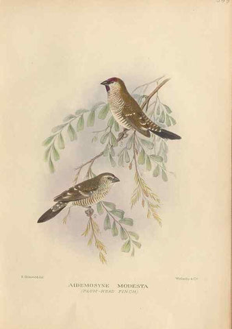 Reproducción/Reproduction 48744049992: The Birds of Australia. London :Witherby & Co.,1910-1927.. 