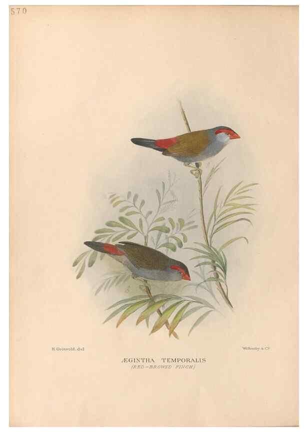 Reproducción/Reproduction 48743540038: The Birds of Australia. London :Witherby & Co.,1910-1927.. 