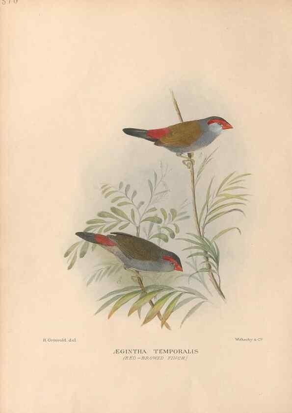 Reproducción/Reproduction 48743540038: The Birds of Australia. London :Witherby & Co.,1910-1927.. 