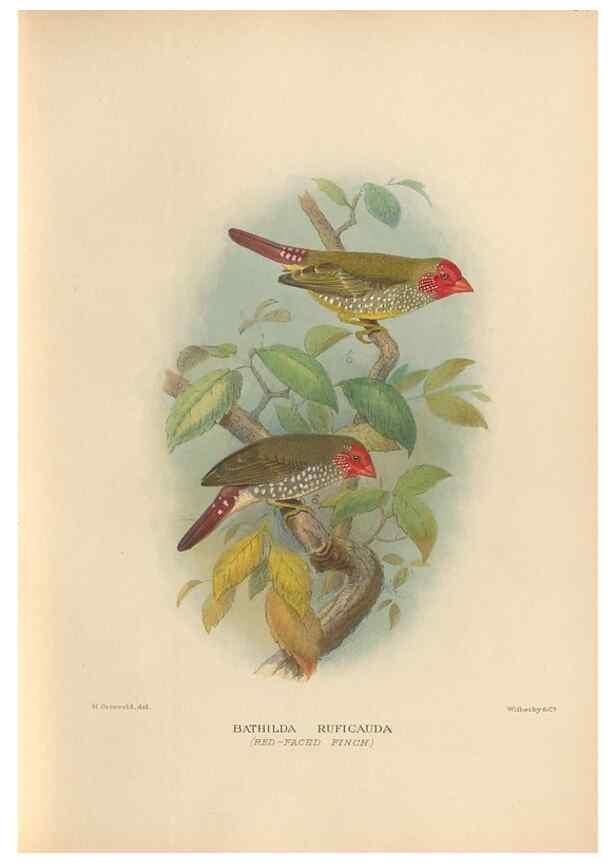 Reproducción/Reproduction 48743540453: The Birds of Australia. London :Witherby & Co.,1910-1927.. 