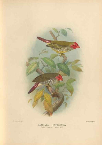Reproducción/Reproduction 48743540453: The Birds of Australia. London :Witherby & Co.,1910-1927.. 