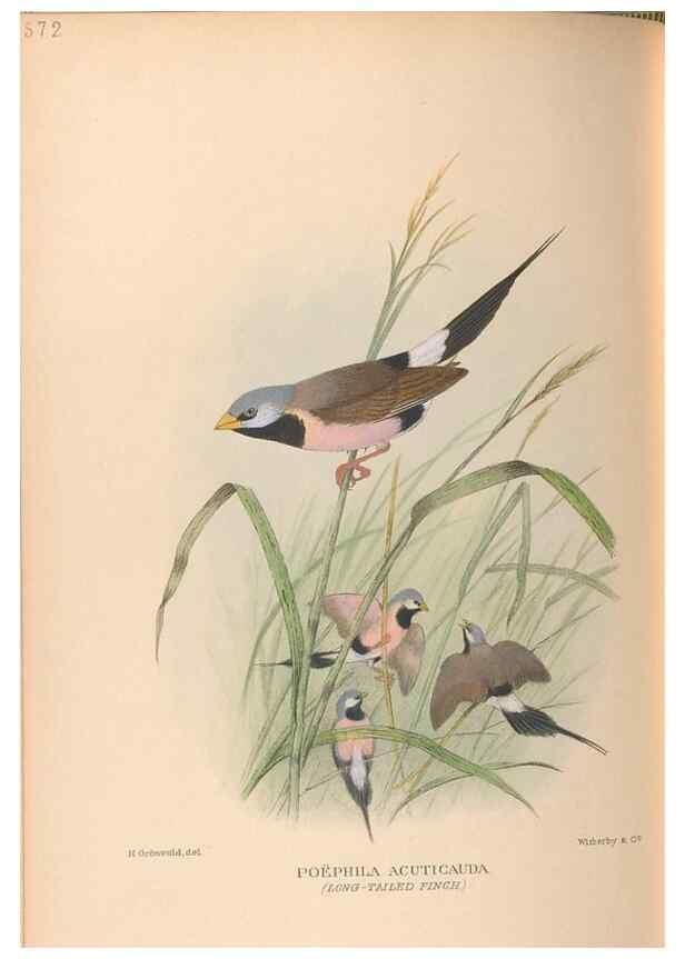 Reproducción/Reproduction 48743875896: The Birds of Australia. London :Witherby & Co.,1910-1927.. 