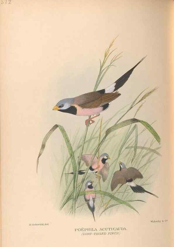Reproducción/Reproduction 48743875896: The Birds of Australia. London :Witherby & Co.,1910-1927.. 