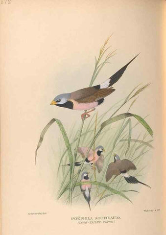 Reproducción/Reproduction 48743875896: The Birds of Australia. London :Witherby & Co.,1910-1927.. 