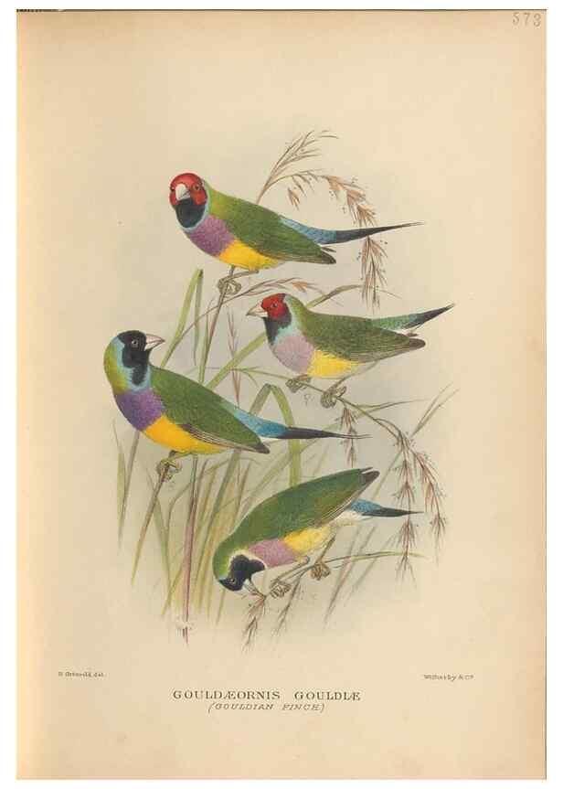 Reproducción/Reproduction 48744051452: The Birds of Australia. London :Witherby & Co.,1910-1927.. 