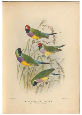 Reproducción/Reproduction 48744051452: The Birds of Australia. London :Witherby & Co.,1910-1927.. 