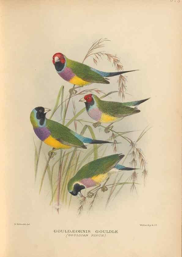 Reproducción/Reproduction 48744051452: The Birds of Australia. London :Witherby & Co.,1910-1927.. 