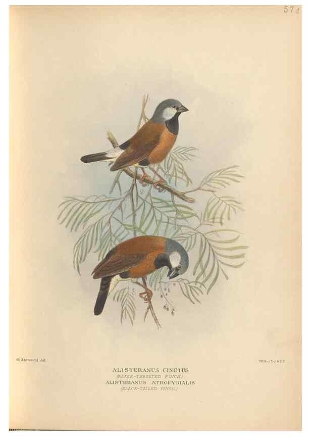 Reproducción/Reproduction 48743876626: The Birds of Australia. London :Witherby & Co.,1910-1927.. 