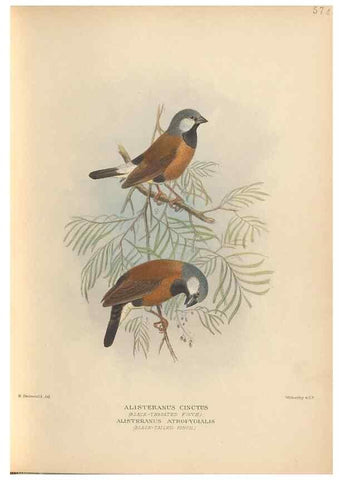 Reproducción/Reproduction 48743876626: The Birds of Australia. London :Witherby & Co.,1910-1927.. 