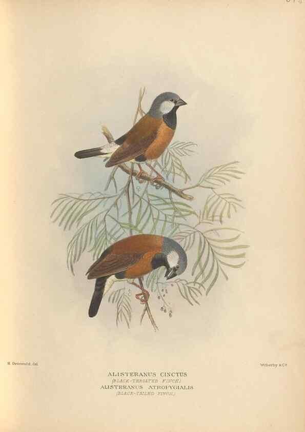 Reproducción/Reproduction 48743876626: The Birds of Australia. London :Witherby & Co.,1910-1927.. 
