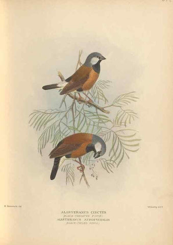 Reproducción/Reproduction 48743876626: The Birds of Australia. London :Witherby & Co.,1910-1927.. 