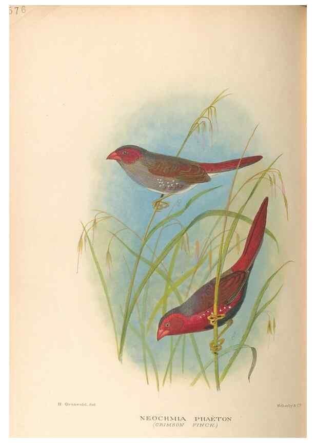 Reproducción/Reproduction 48744052567: The Birds of Australia. London :Witherby & Co.,1910-1927.. 