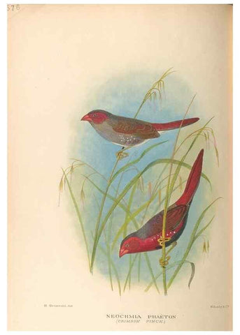 Reproducción/Reproduction 48744052567: The Birds of Australia. London :Witherby & Co.,1910-1927.. 