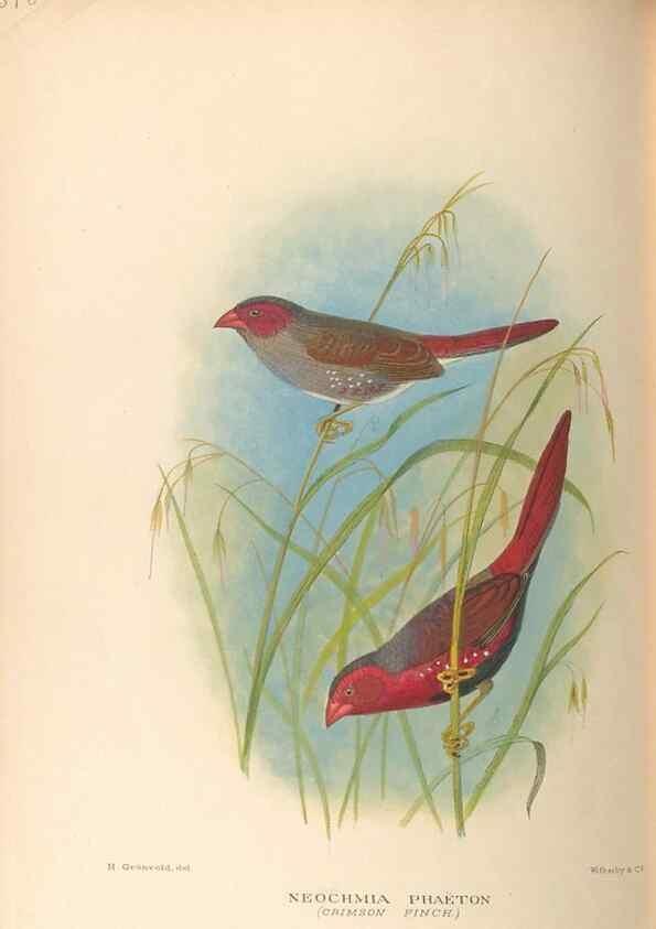 Reproducción/Reproduction 48744052567: The Birds of Australia. London :Witherby & Co.,1910-1927.. 