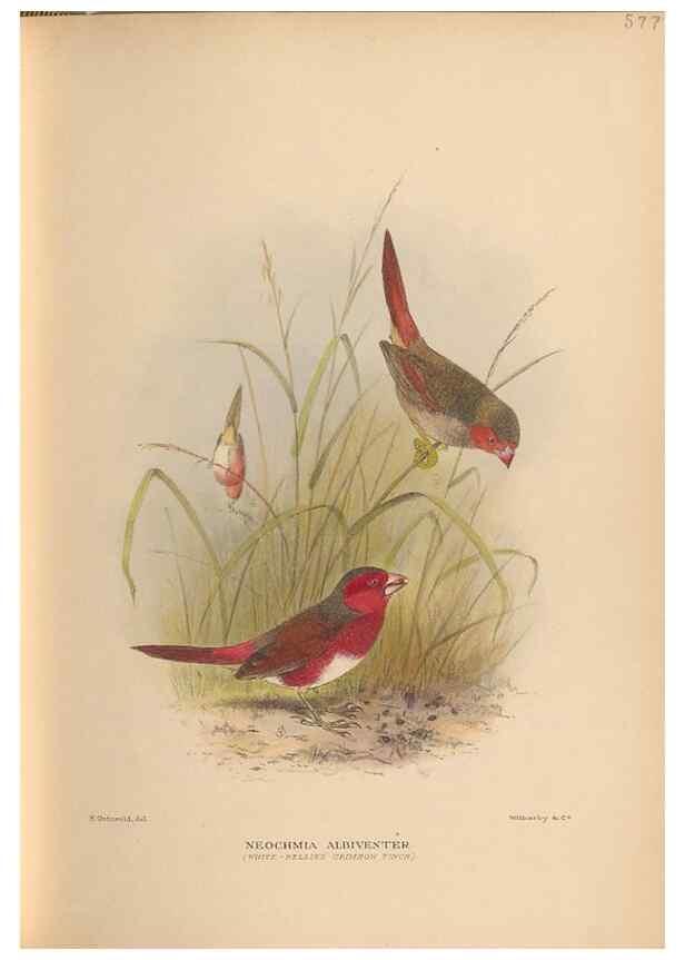 Reproducción/Reproduction 48743877541: The Birds of Australia. London :Witherby & Co.,1910-1927.. 