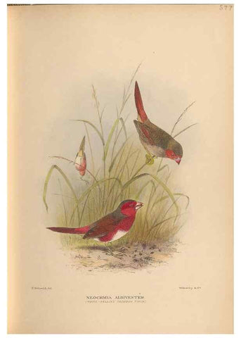 Reproducción/Reproduction 48743877541: The Birds of Australia. London :Witherby & Co.,1910-1927.. 