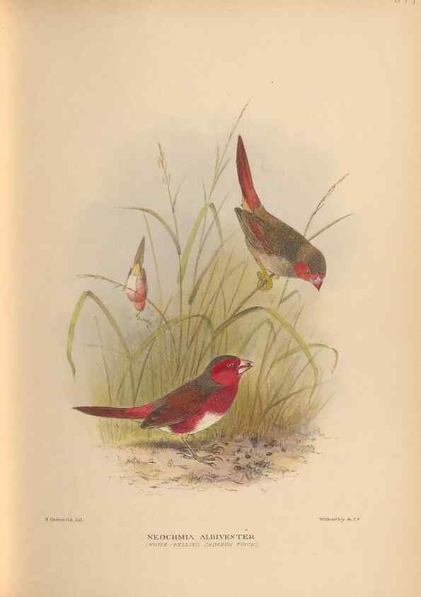 Reproducción/Reproduction 48743877541: The Birds of Australia. London :Witherby & Co.,1910-1927.. 