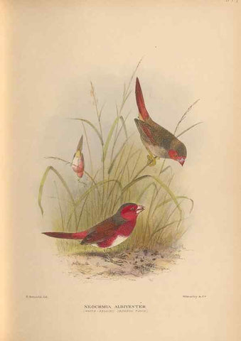 Reproducción/Reproduction 48743877541: The Birds of Australia. London :Witherby & Co.,1910-1927.. 