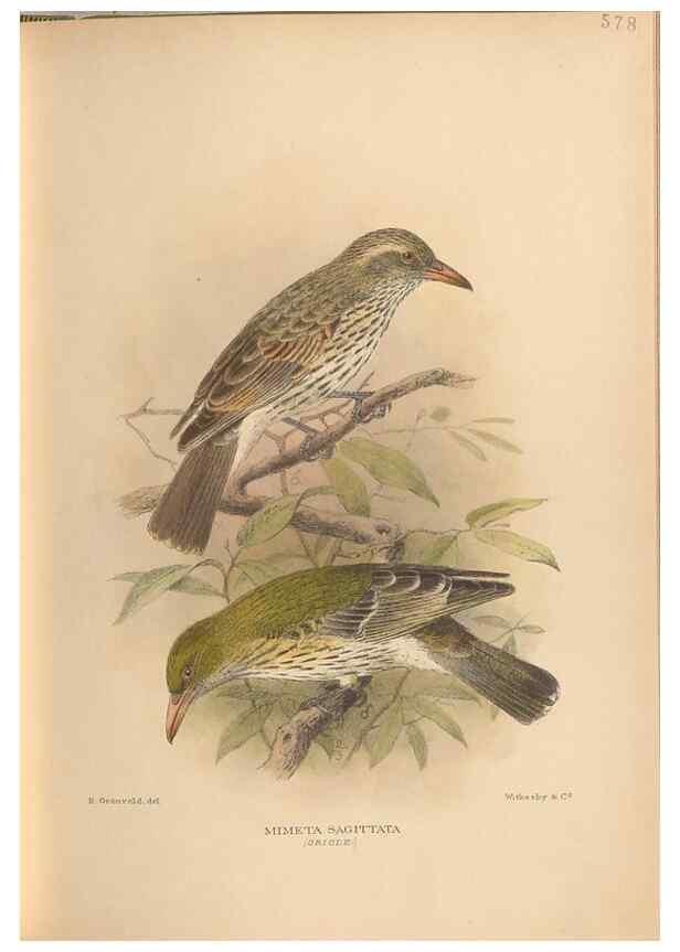 Reproducción/Reproduction 48743878031: The Birds of Australia. London :Witherby & Co.,1910-1927.. 
