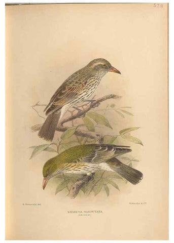 Reproducción/Reproduction 48743878031: The Birds of Australia. London :Witherby & Co.,1910-1927.. 