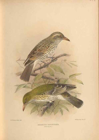 Reproducción/Reproduction 48743878031: The Birds of Australia. London :Witherby & Co.,1910-1927.. 