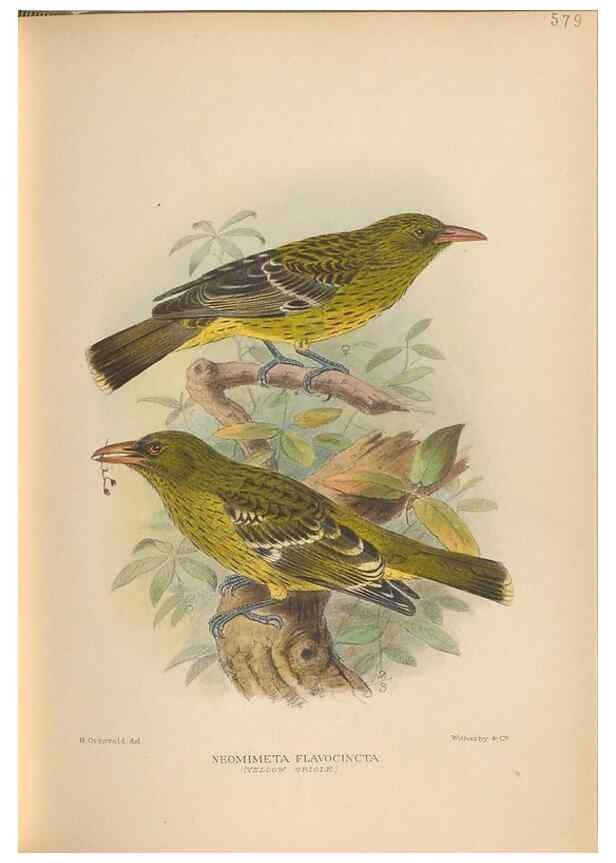 Reproducción/Reproduction 48743878306: The Birds of Australia. London :Witherby & Co.,1910-1927.. 
