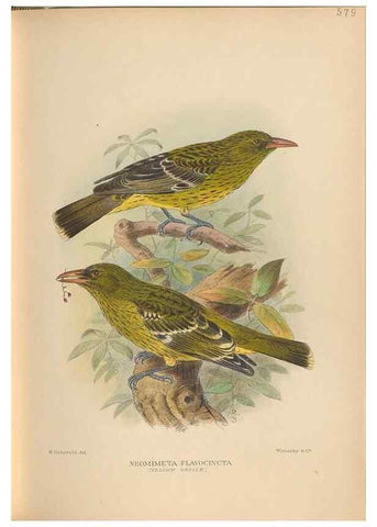 Reproducción/Reproduction 48743878306: The Birds of Australia. London :Witherby & Co.,1910-1927.. 