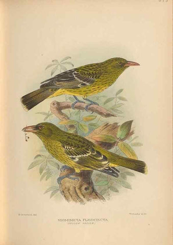 Reproducción/Reproduction 48743878306: The Birds of Australia. London :Witherby & Co.,1910-1927.. 