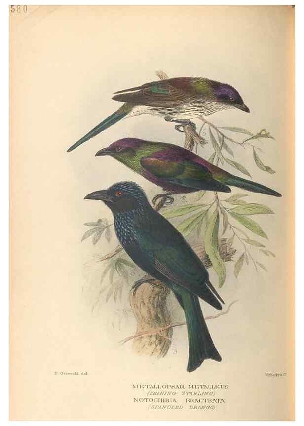 Reproducción/Reproduction 48744054322: The Birds of Australia. London :Witherby & Co.,1910-1927.. 