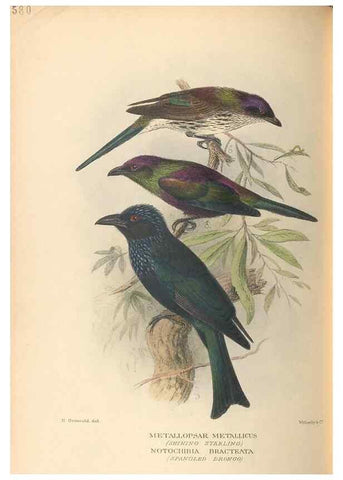 Reproducción/Reproduction 48744054322: The Birds of Australia. London :Witherby & Co.,1910-1927.. 