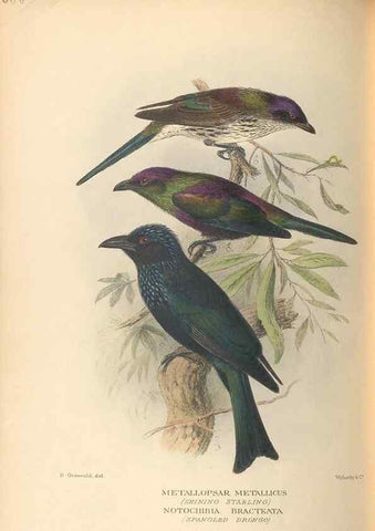 Reproducción/Reproduction 48744054322: The Birds of Australia. London :Witherby & Co.,1910-1927.. 