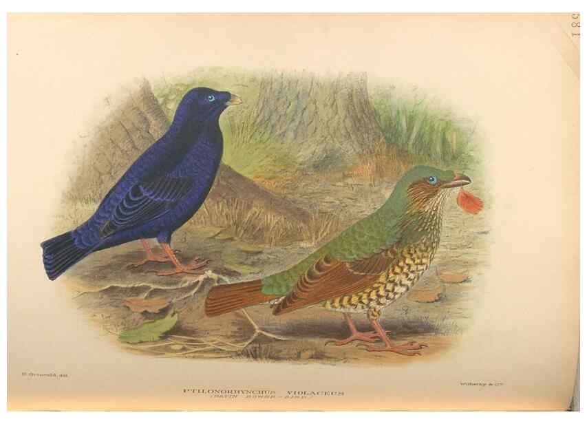 Reproducción/Reproduction 48743879326: The Birds of Australia. London :Witherby & Co.,1910-1927.. 