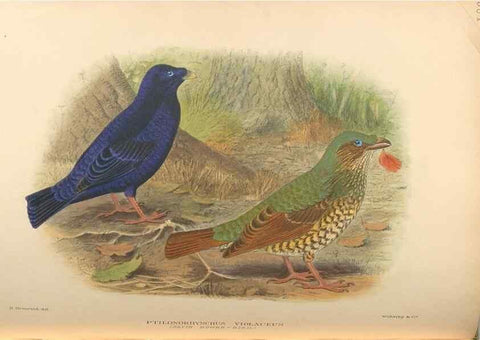 Reproducción/Reproduction 48743879326: The Birds of Australia. London :Witherby & Co.,1910-1927.. 
