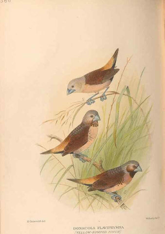 Reproducción/Reproduction 48743538168: The Birds of Australia. London :Witherby & Co.,1910-1927.. 