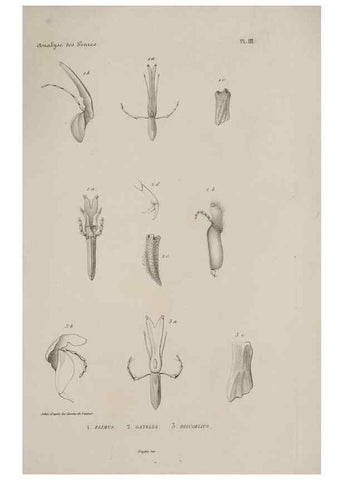 Reproducción/Reproduction 48748761088: Études sur la famille des vespides /. Paris :V. Masson ;1852-1858.. 