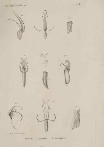 Reproducción/Reproduction 48748761088: Études sur la famille des vespides /. Paris :V. Masson ;1852-1858.. 