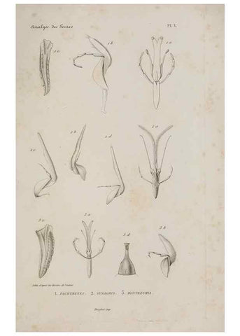 Reproducción/Reproduction 48748761663: Études sur la famille des vespides /. Paris :V. Masson ;1852-1858.. 