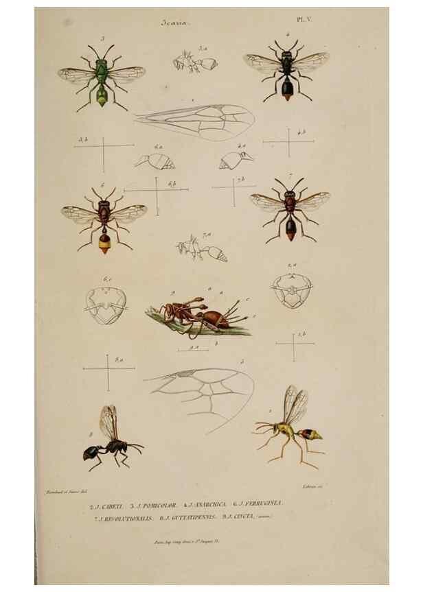 Reproducción/Reproduction 48748768653: Études sur la famille des vespides /. Paris :V. Masson ;1852-1858.. 